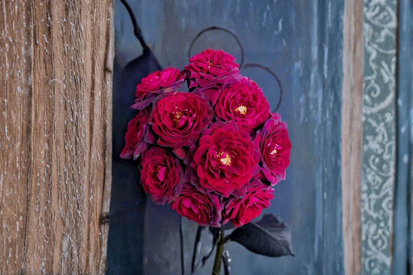 Black Caviar Rose Live Plant - Fragrant, Repeat Blooming Shrub Rose - Rosa hybrid - Dark Red Purple Flowers for Gardens