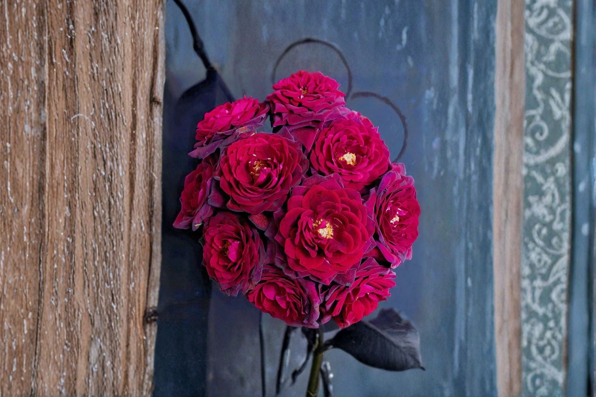 Black Caviar Rose Live Plant - Fragrant, Repeat Blooming Shrub Rose - Rosa hybrid - Dark Red Purple Flowers for Gardens