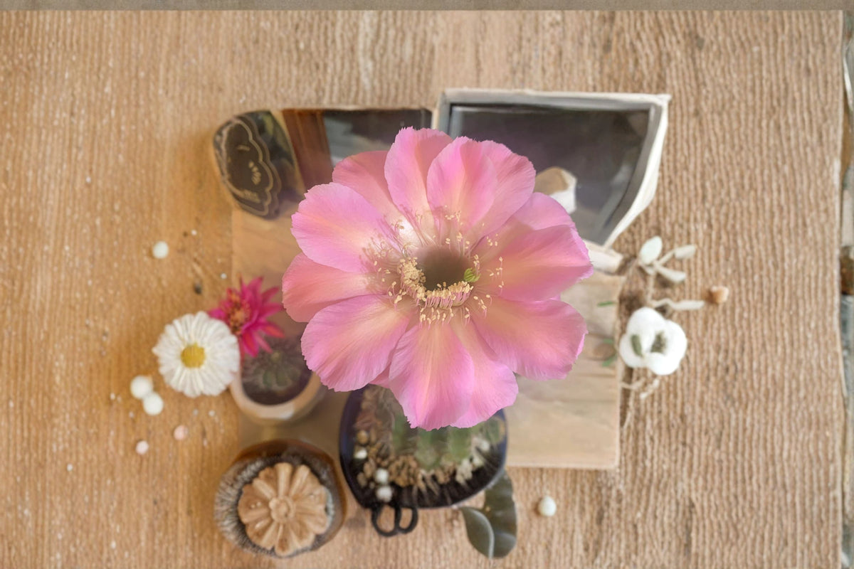 Hedgehog Cactus Plant - Tuffet Schick - Echinopsis spp. - Indoor/Outdoor Container Cactus - Drought Tolerant Succulent