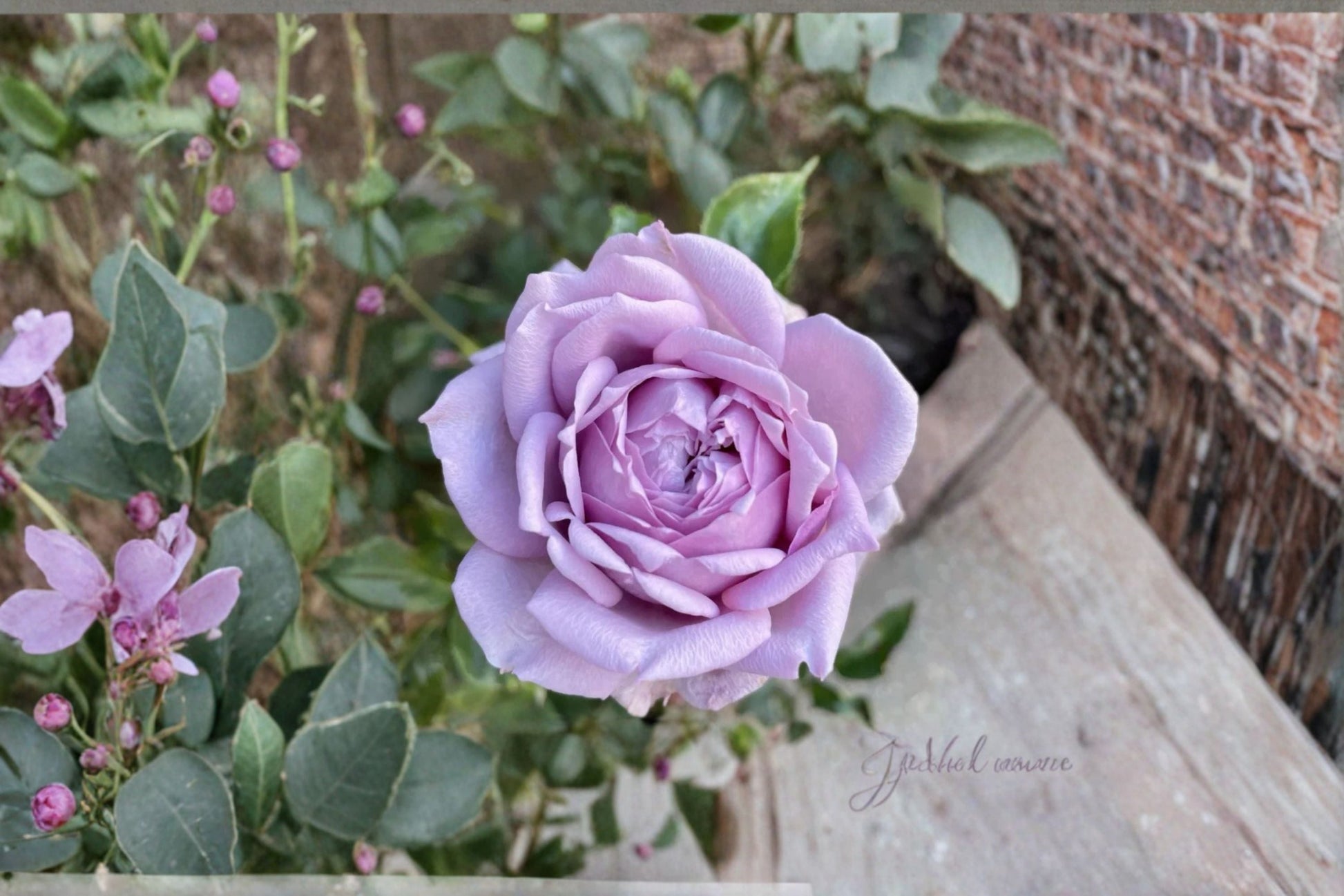 Kongmeng Rose Live Plant - Blue Chinese Repeat Blooming Rose - Rosa hybrid - Fragrant, Heat Tolerant, Ornamental Shrub