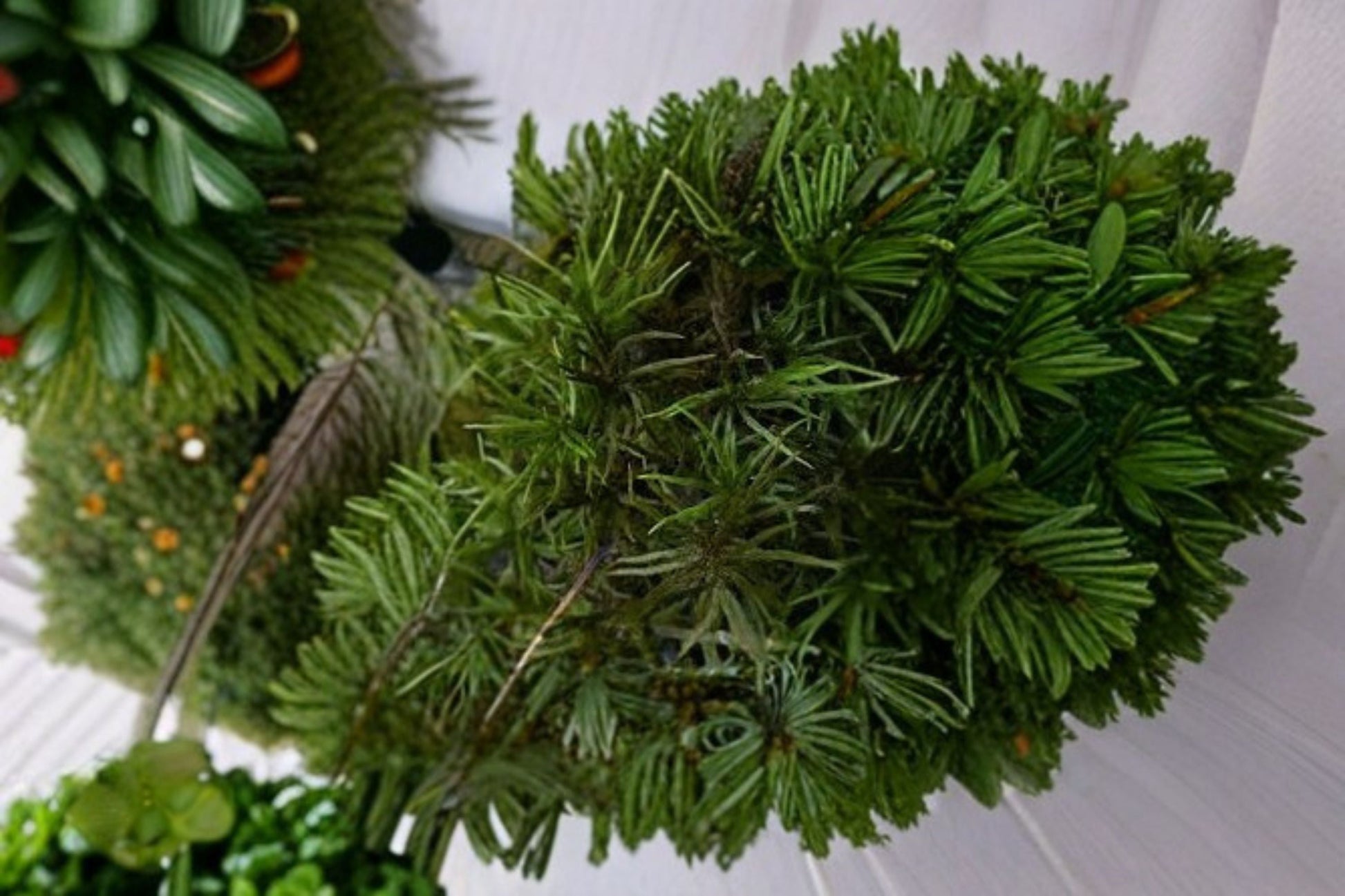 American Tree Moss Plant - 1.5-2.5" Upright Climacium americanum - Ideal for Terrariums, Bonsai, and Vivariums