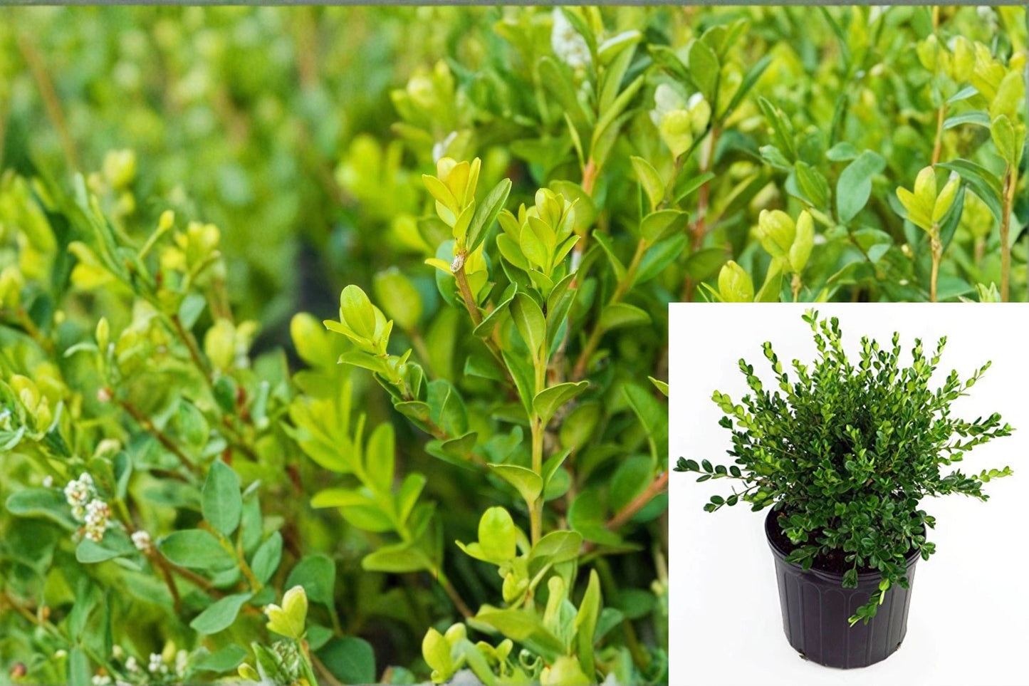 Winter Gem Boxwood Plant - Compact Evergreen Shrub with Glossy Green Foliage, Buxus microphylla var. japonica ‘Winter Gem’
