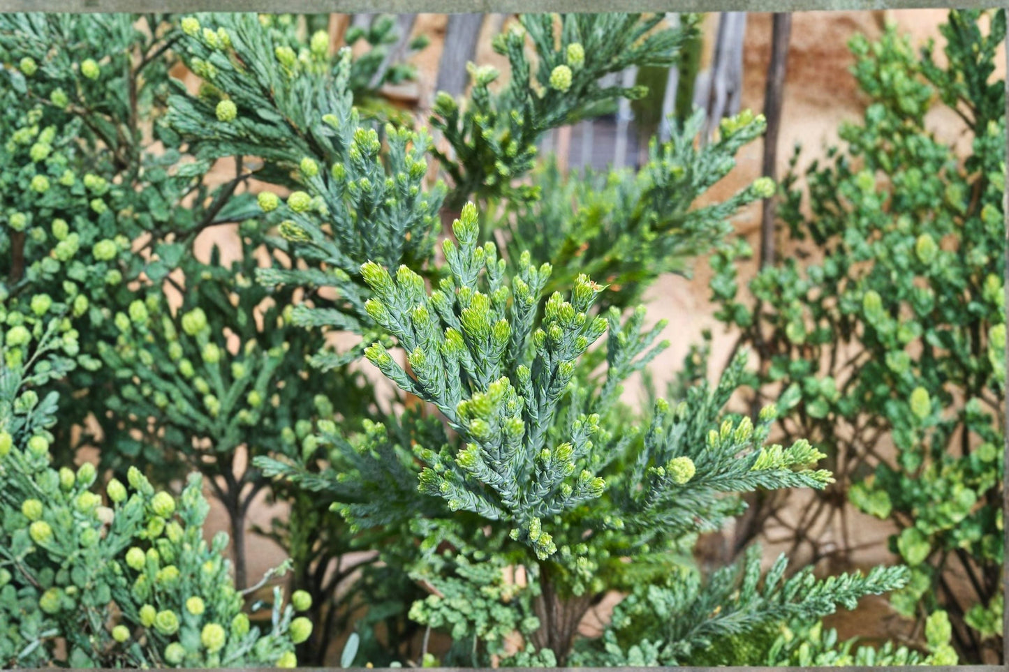 Giant Sequoia Plant - Evergreen Conifer - Sequoiadendron giganteum - Hardy Landscape Tree for Full Sun