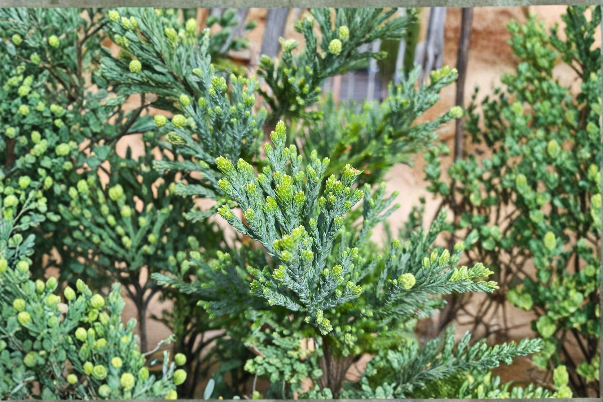 Giant Sequoia Plant - Evergreen Conifer - Sequoiadendron giganteum - Hardy Landscape Tree for Full Sun