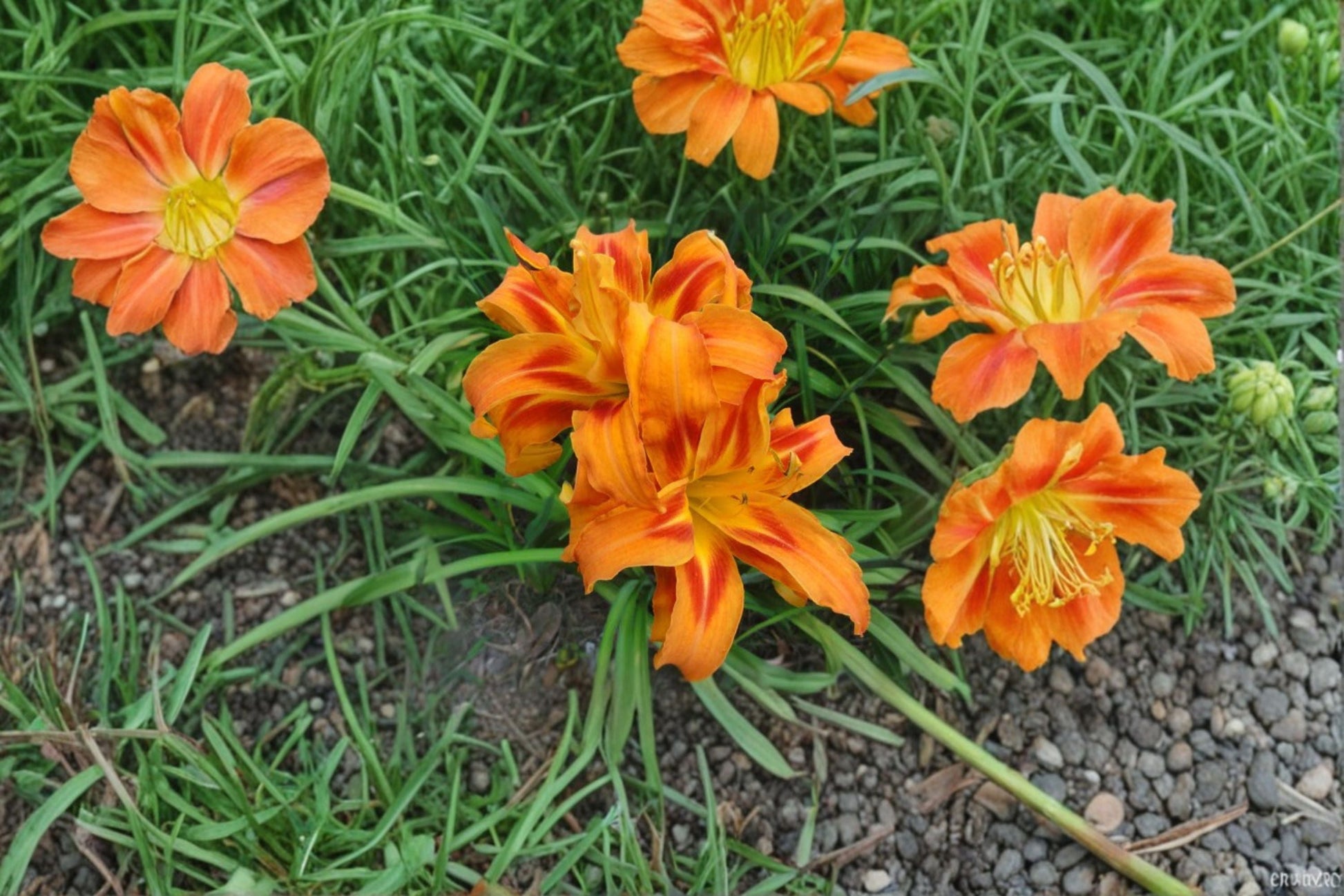 Kwanso Daylily Live Plant - Double Orange Flowering Perennial Hemerocallis fulva ‘Kwanso’ - Hardy Garden Plant