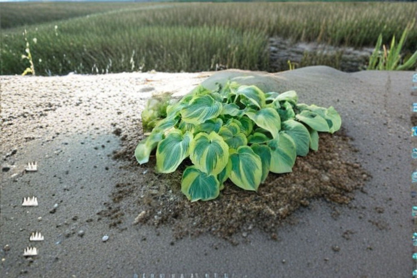 Earth Angel Hosta Plant - Variegated Blue-Green Foliage - Hosta 'Earth Angel' - Perennial Shade Plant for Gardens and Containers