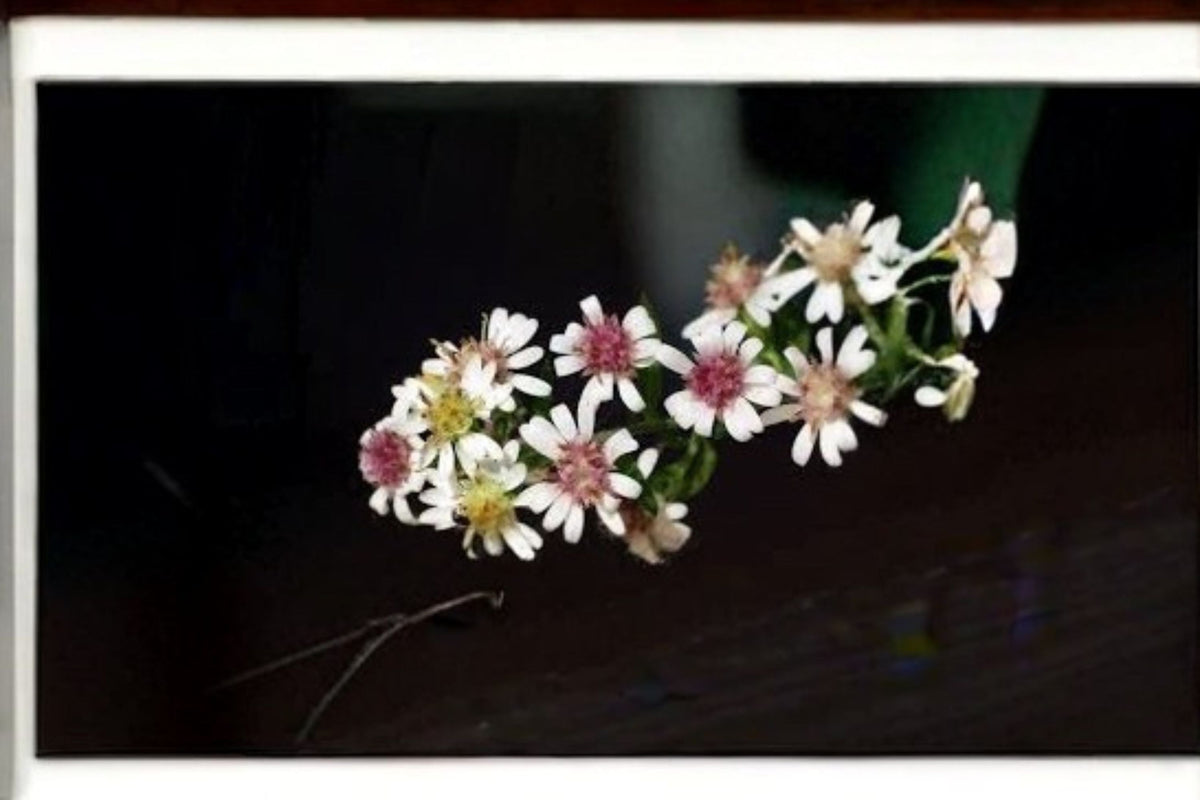Christmas Cactus Starter Plant - Miss Shimano - Schlumbergera Truncata - Well-Rooted Indoor Cactus for Holiday Decor