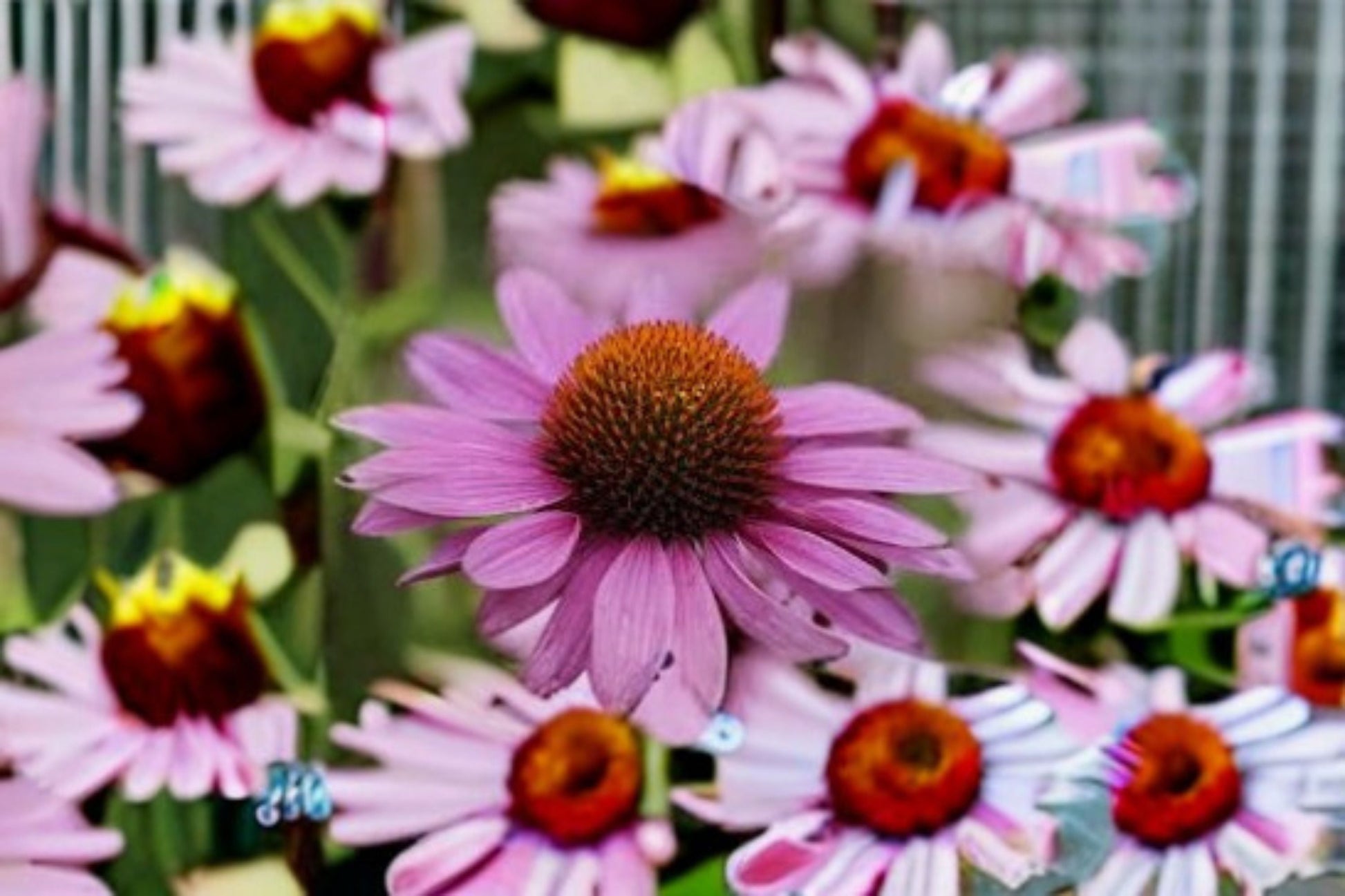 Purple Coneflower Live Plant - 1 Gallon Fully Rooted - Lavender-Purple Blooms - Echinacea purpurea - Pollinator Friendly Perennial