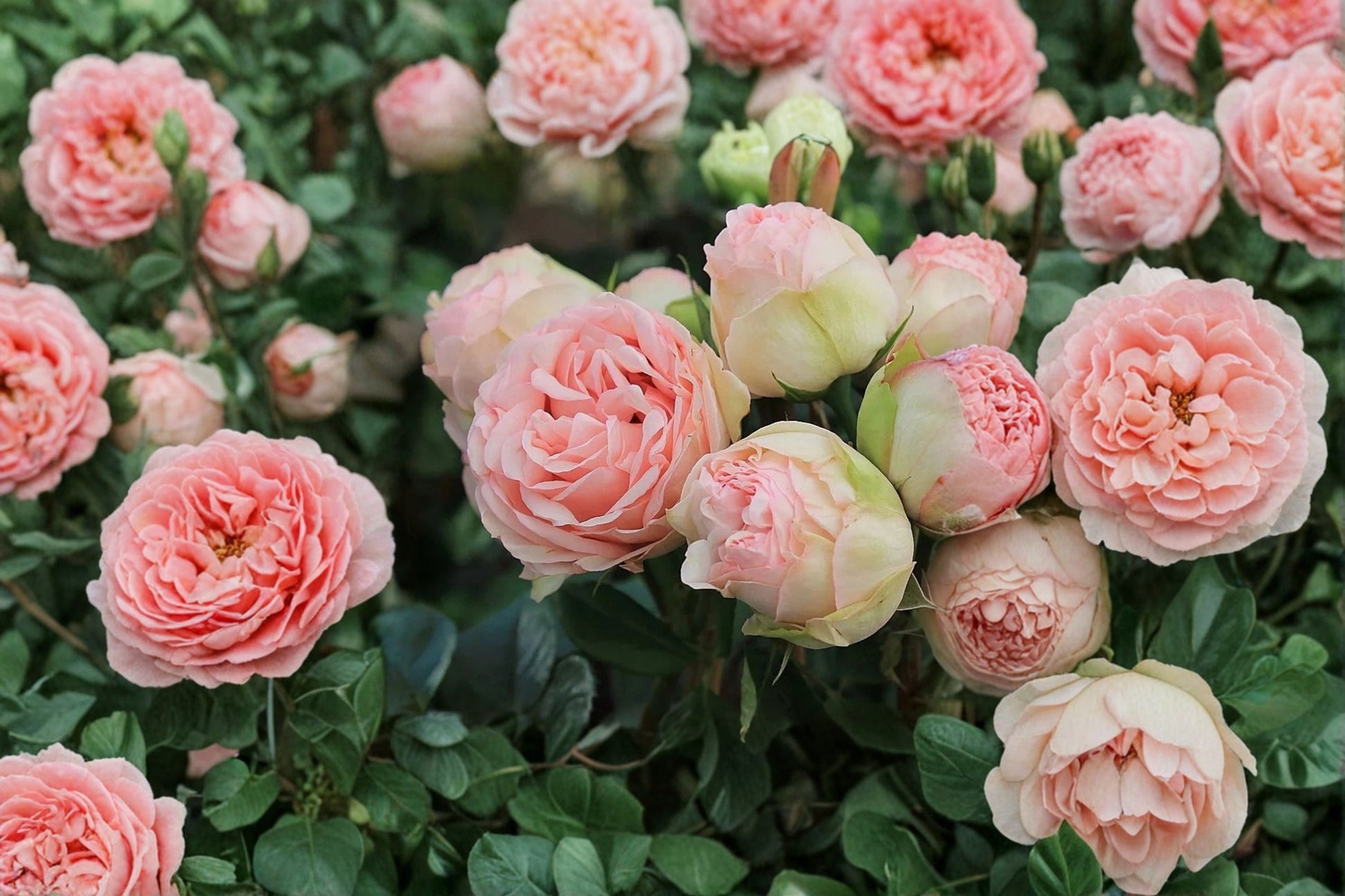 Charming Piano Rose Live Plant - Fragrant Repeat Blooming Pink Rose - Rosa hybrid - Perfect for Garden, Patio, and Bouquets