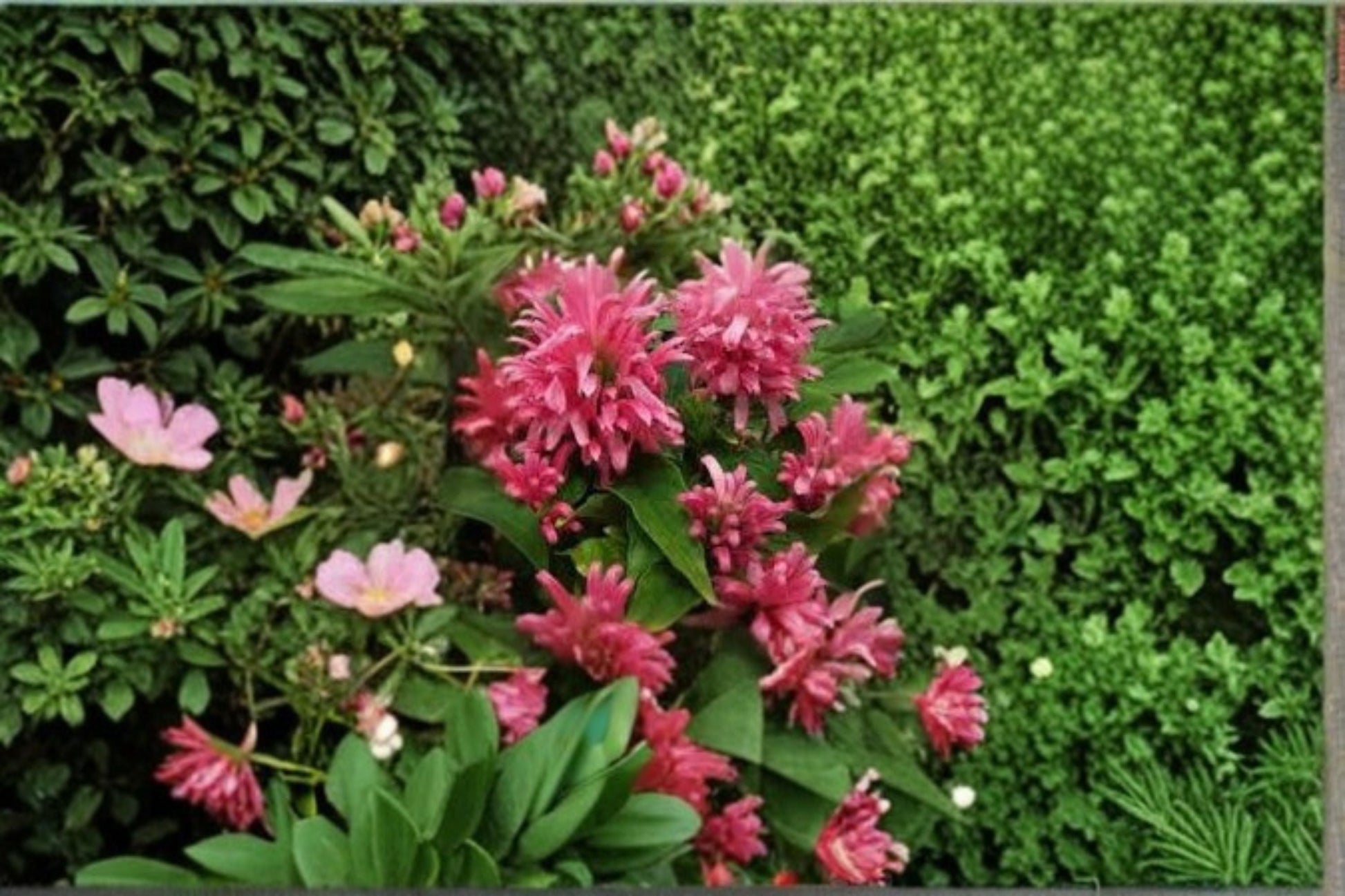 Pink Flamingo Starter Plant - Justicia carnea - Brazilian Plume - Tropical Flowering Perennial - Pink Flowers - Live Plant
