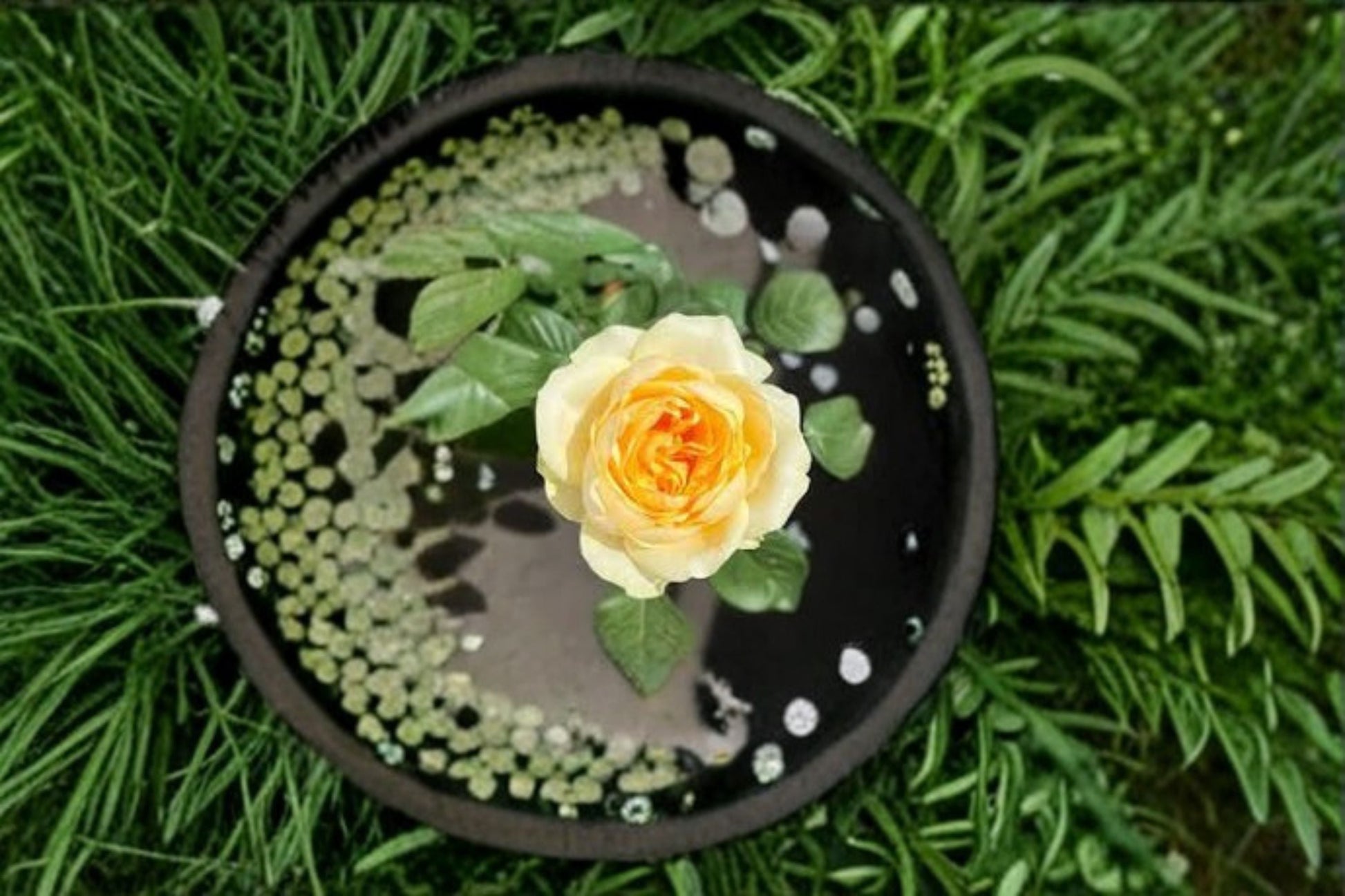 Butter Cup Rose Live Plant - Repeat Blooming Ornamental Cut Rose - Rosa hybrid - Cream Yellow Flower - Disease Resistant