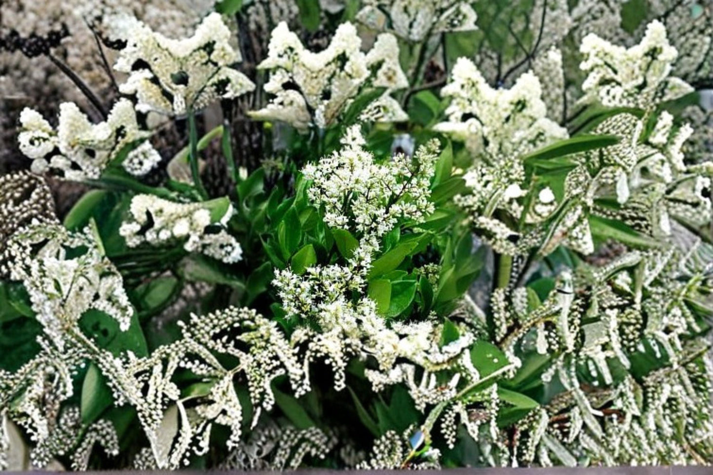 Waxleaf Privet Plant - Evergreen Shrub Ligustrum japonicum ‘Texanum’ - Dense Foliage, White Flowers, Blue-Black Berries