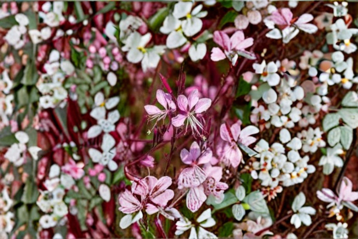 Gaura Wand Flower Plant - Pink Perennial - Gaura lindheimeri - Compact, Sun-Loving, Pollinator-Friendly Starter Plug