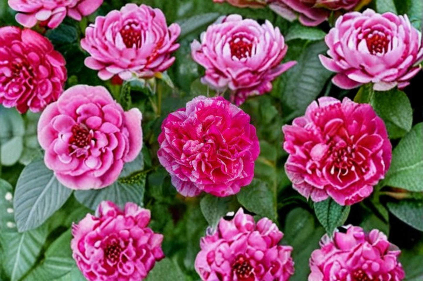 Raspberry Cream Twirl Climbing Rose Plant - 1.5 Gal Pink White Striped Blooms - Rosa 'Raspberry Cream Twirl' - Fragrant, Own-Root