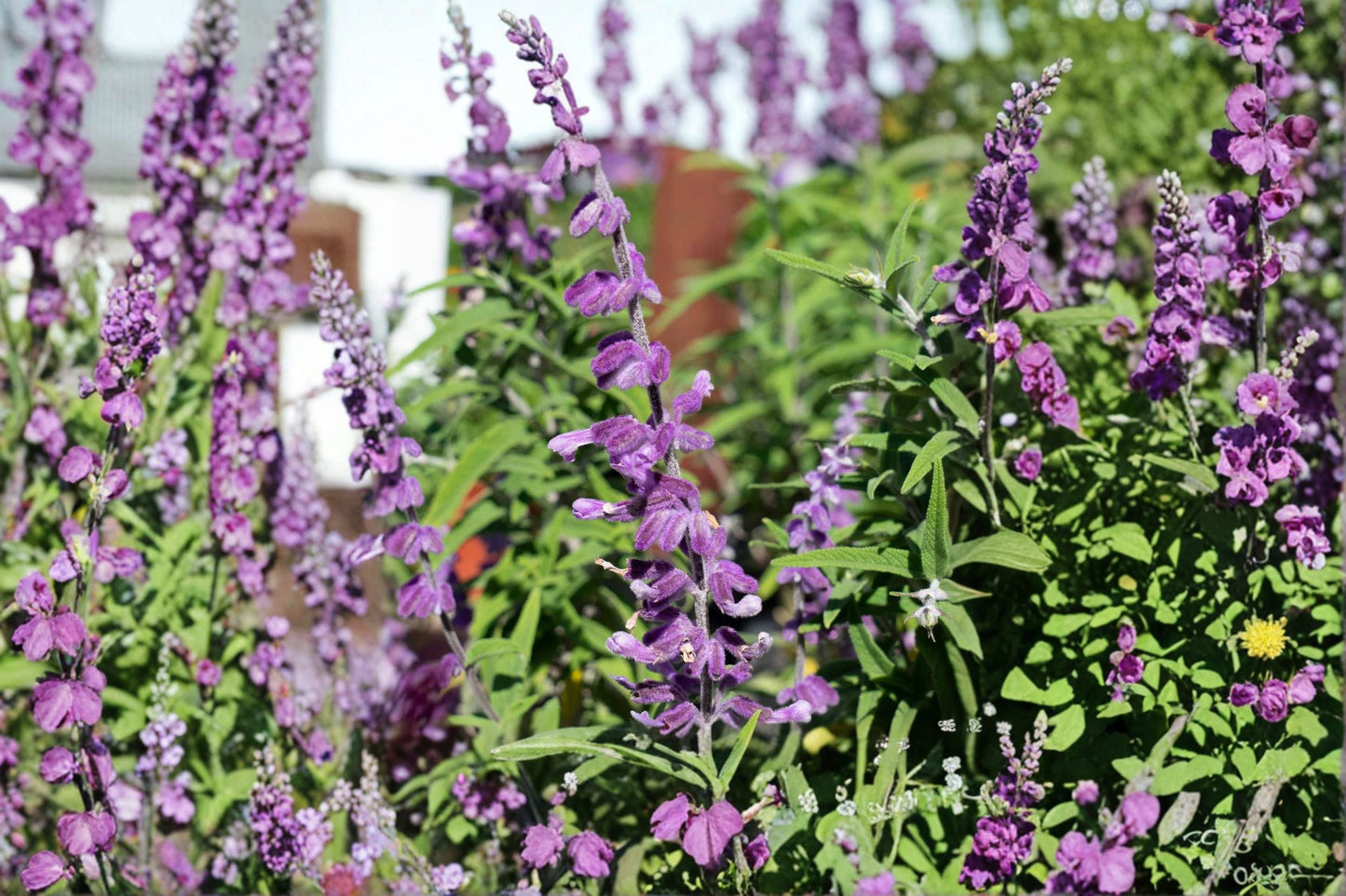 Santa Barbara Mexican Sage Live Starter Plant - Salvia leucantha 'Santa Barbara' - Purple & Rose-Lavender Flowers, Pollinator Friendly