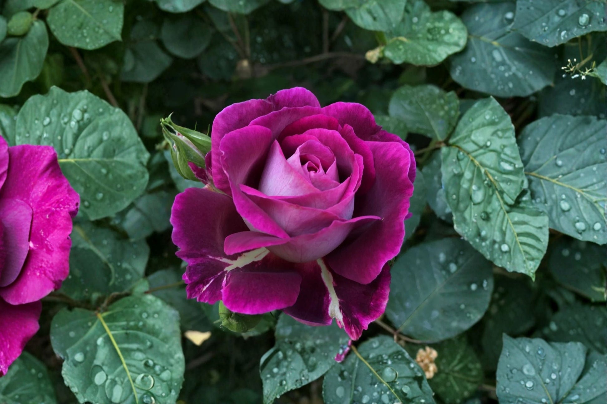 Fragrant Purple Rose Plant - Huddersfield Choral Society - Rosa Hybrid - Compact Garden Shrub for Patio or Borders