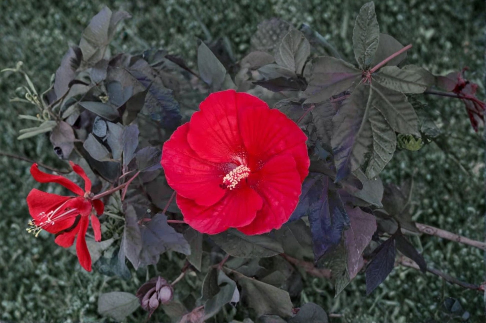 Midnight Marvel Hardy Hibiscus Live Plant - 2.5 Inch Pot - Scarlet Red Flowers, Burgundy Foliage - Hibiscus ‘Midnight Marvel’