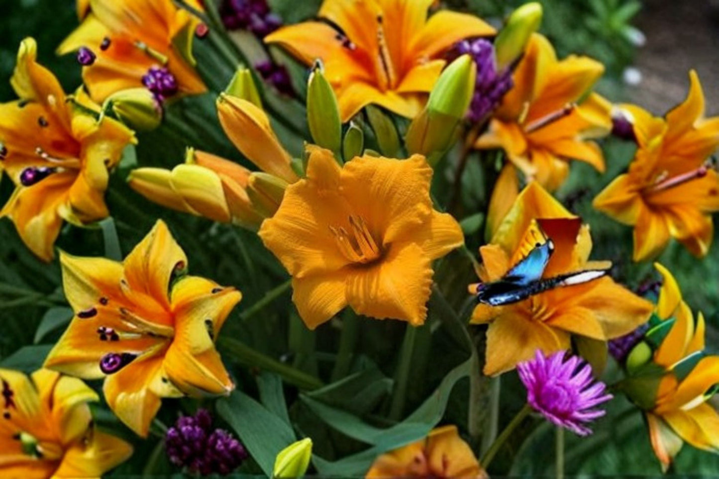 Little Gold Nugget Daylily Live Plant - Bare Root Perennial Flowering Plant - Hemerocallis Hybrid - Bright Golden Blooms