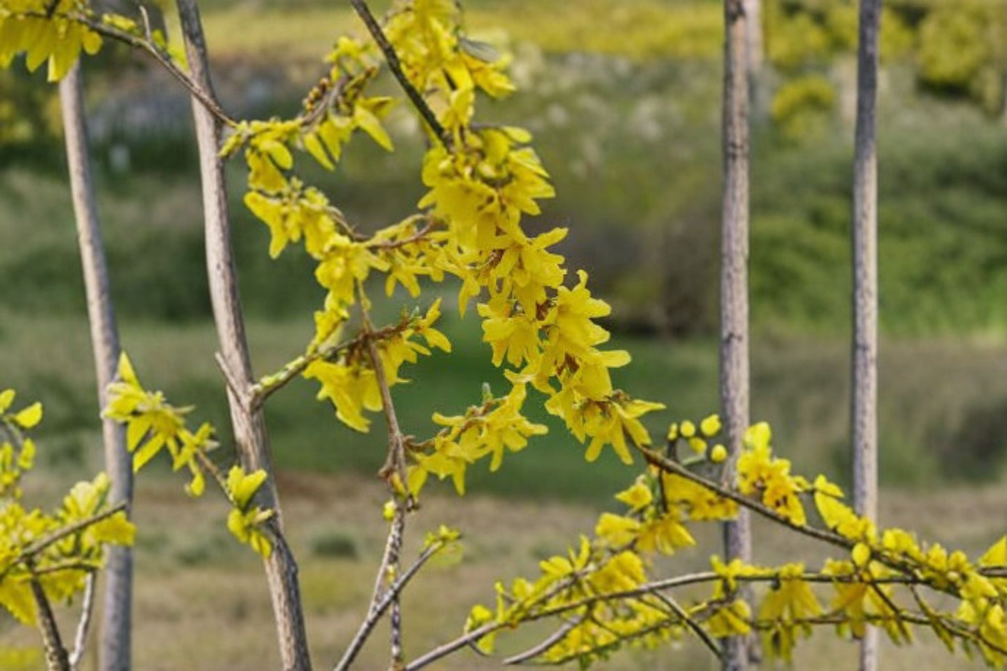 Forsythia Live Plant Clump - Yellow Flowering Hedge Shrub - Forsythia × intermedia - Hardy Outdoor Landscape Plant