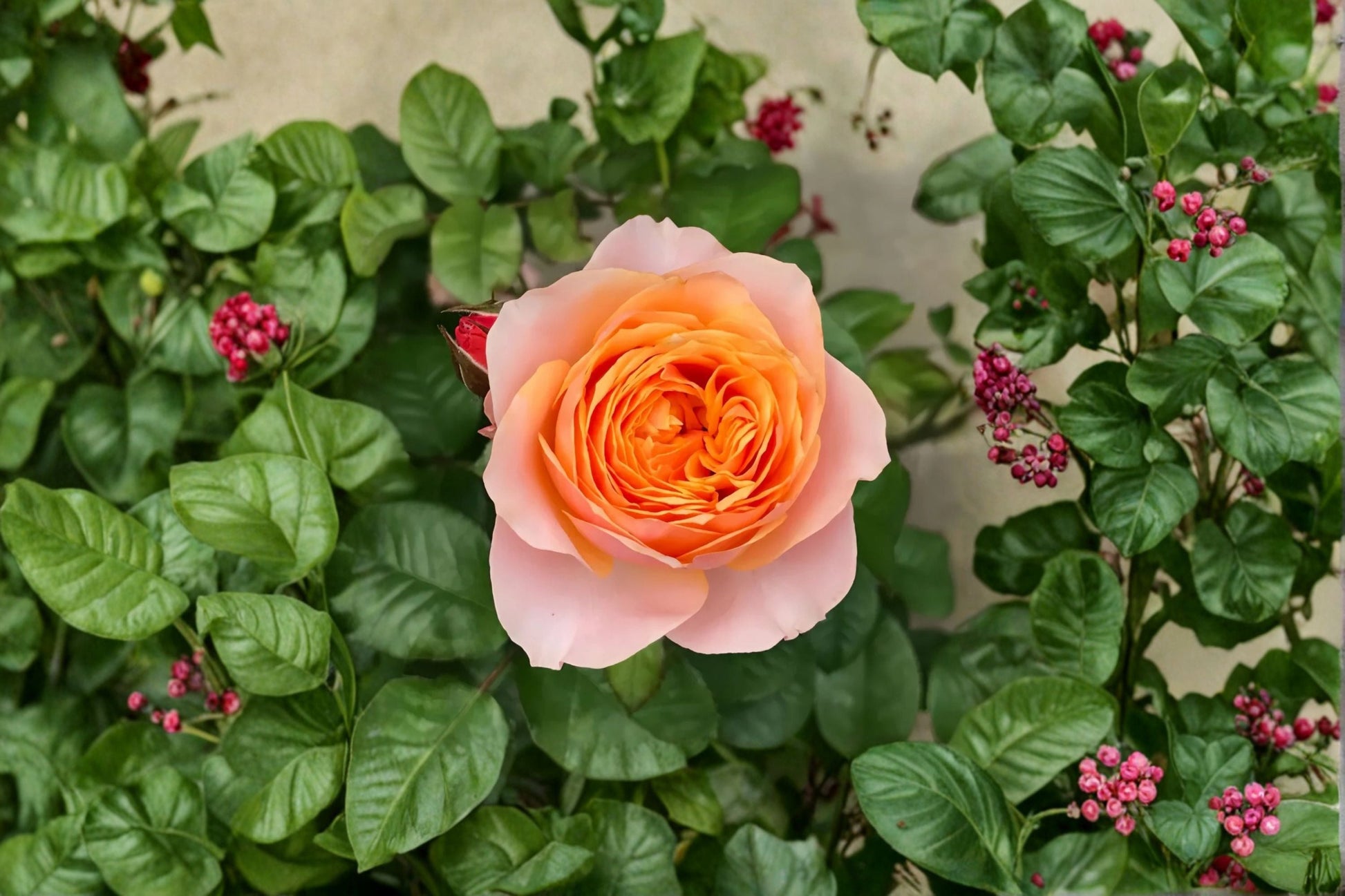 Vuvuzela Rose Live Plant - Fragrant Coral Pink Own Root Garden Rose - Rosa hybrid - Ornamental Shrub for Gardens & Patios