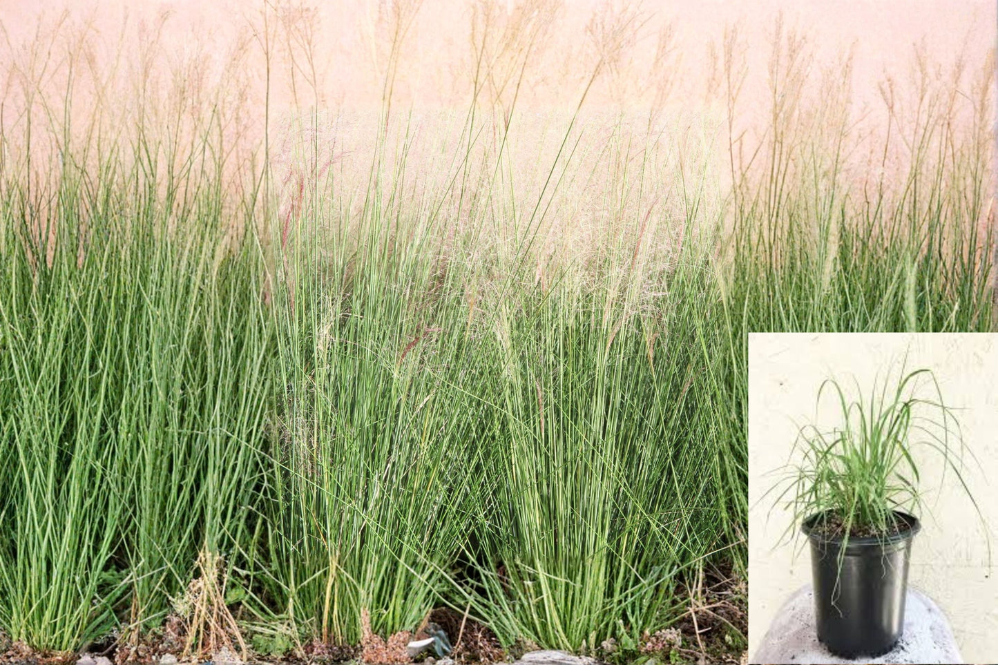 Deer Grass Plant - 1 Clumping Ornamental Grass - Muhlenbergia rigens - Drought Tolerant, Full Sun, Landscape Plant