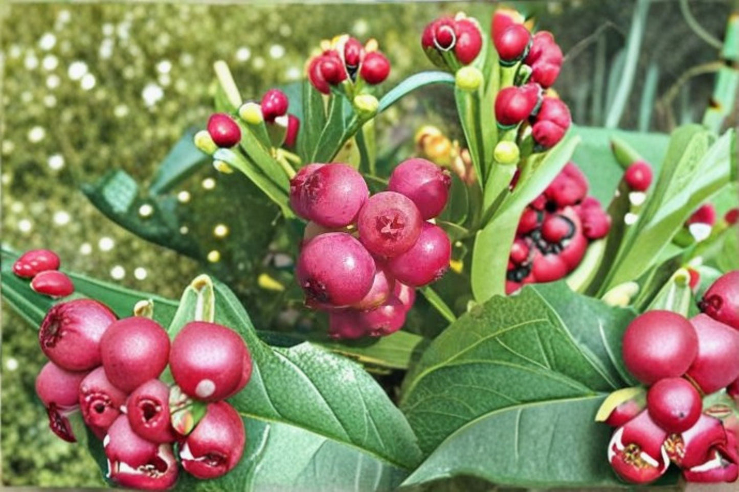 Pink Lemonade Blueberry Plants - 10 Live Starter Plants - Vaccinium 'Pink Lemonade' - Edible Shrub for Gardens & Containers