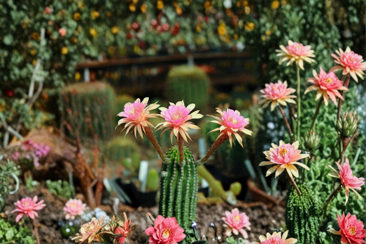 Hildewintera Cactus Plant 3" LiLo Fee Hybrid Trailing Succulent - Ideal for Containers & Hanging Displays