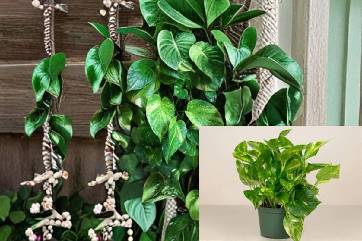 Golden Pothos Cuttings 4 Pack - Variegated Green & Yellow - Epipremnum aureum - Trailing Indoor/Outdoor Plant