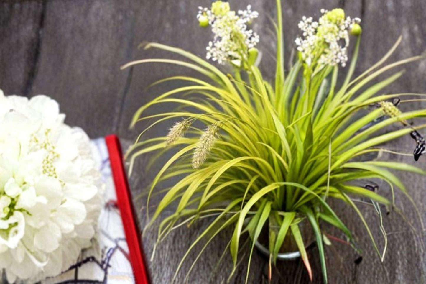Everillo Sedge Plant - Golden Foliage Ornamental Grass - Carex oshimensis ‘Everillo’ - Shade Tolerant Perennial for Gardens