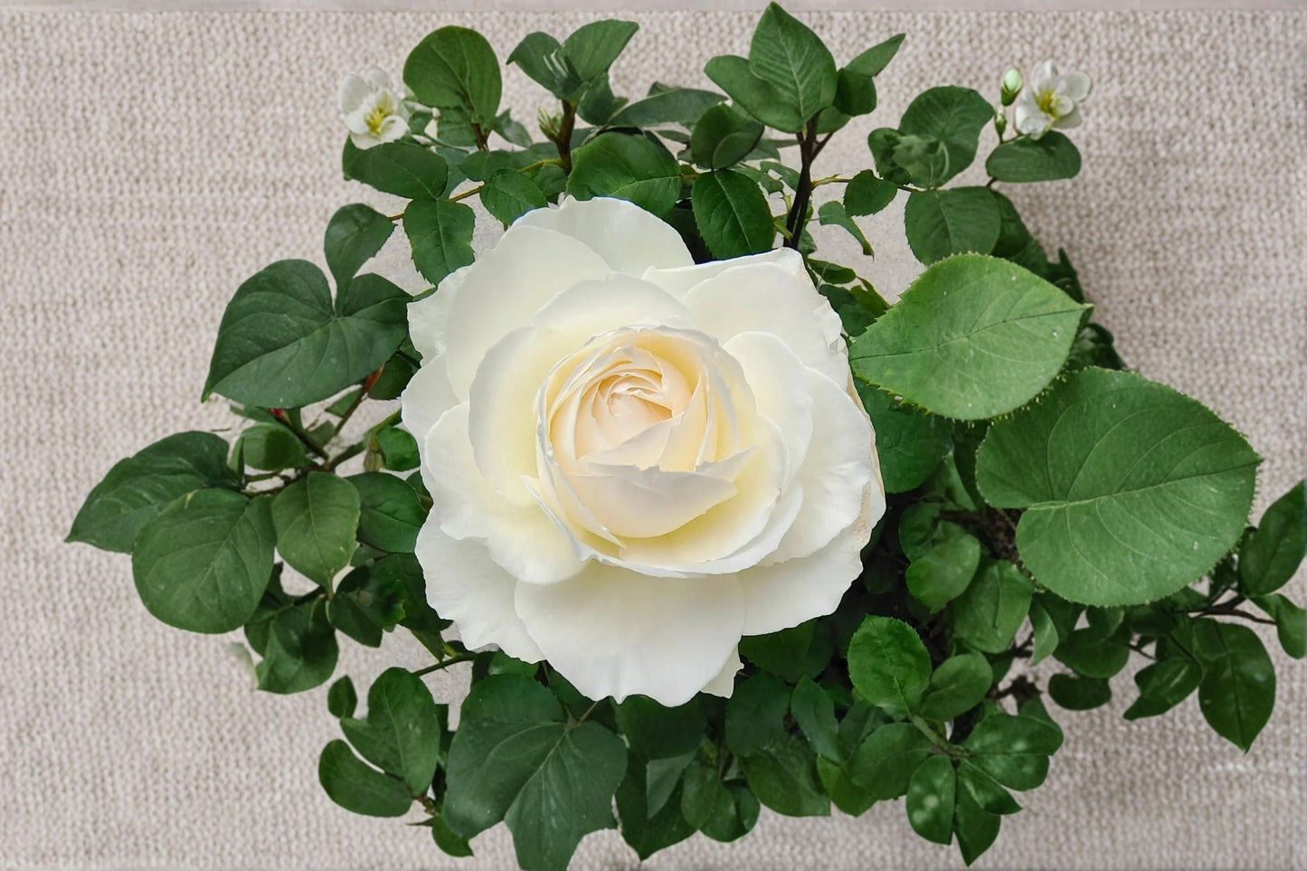 Princess Miyuki Rose Live Plant - Own Root Cut Rose - Ornamental White Pink Blooms - Rosa hybrid