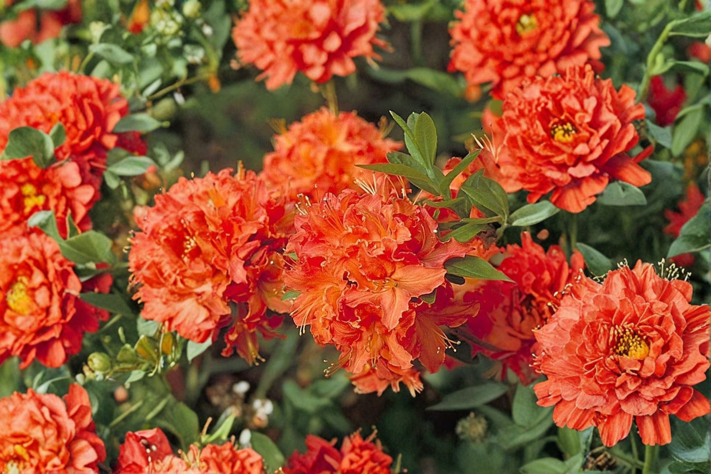 Mandarin Lights Deciduous Azalea Live Starter Plant - 7L Pot - Orange Blooms - Azalea x 'Mandarin Lights' - Cold Hardy Shrub