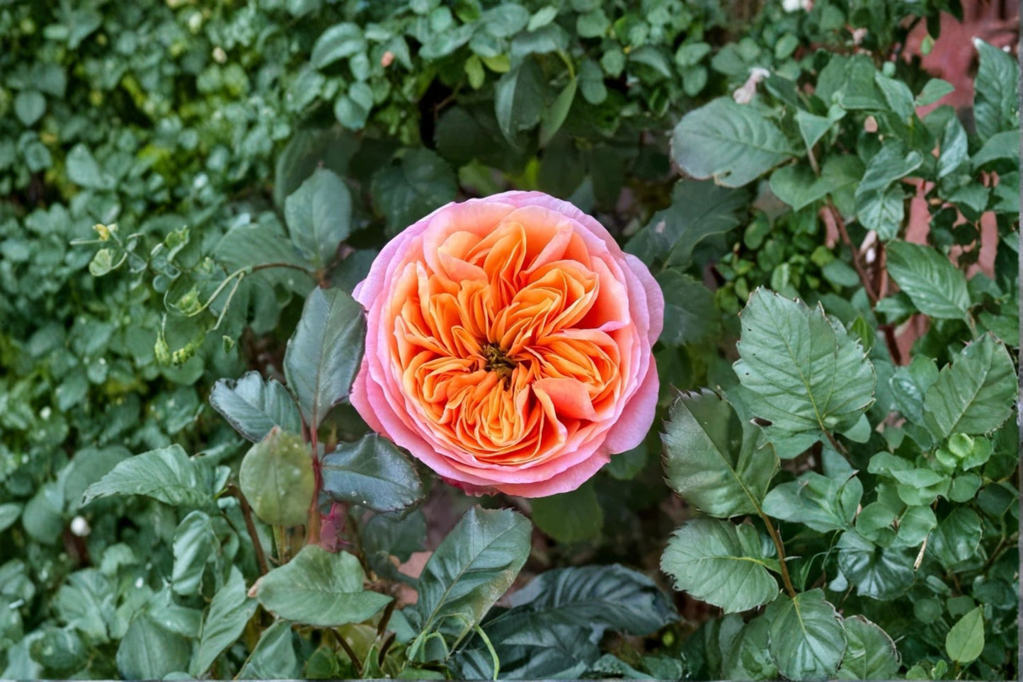 South Park Rose Live Plant - Own Root Ornamental Garden Rose - Rosa Hybrid - Pink Bloom for Garden Beds & Containers