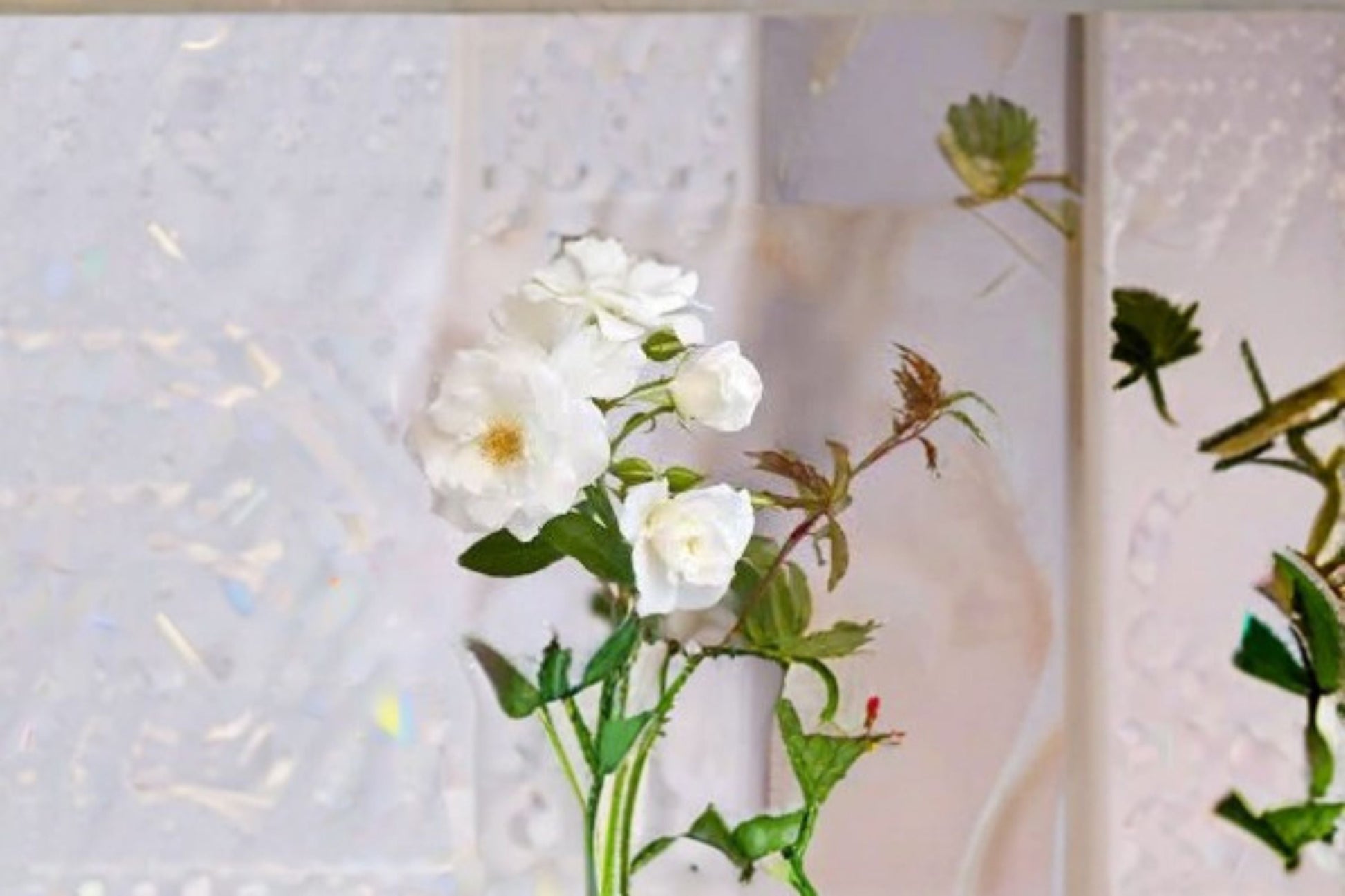 Iceberg Rose Live Plant - 1.5 Gal White Floribunda Rose - Rosa 'Iceberg' - Fragrant Double Blooms - Own Root, Potted Plant