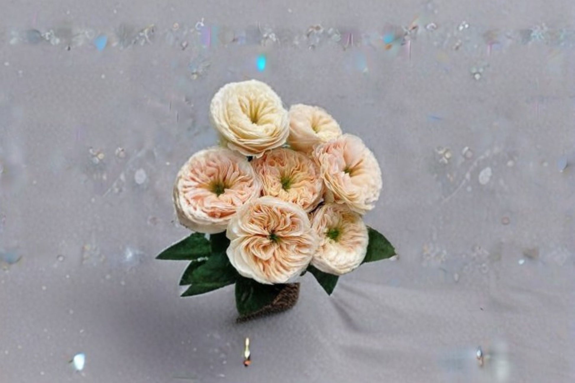 Stanley Abbey Rose Live Plant - Pink Apricot Garden Rose - Rosa hybrid - Ornamental Shrub with Gradient Blooms