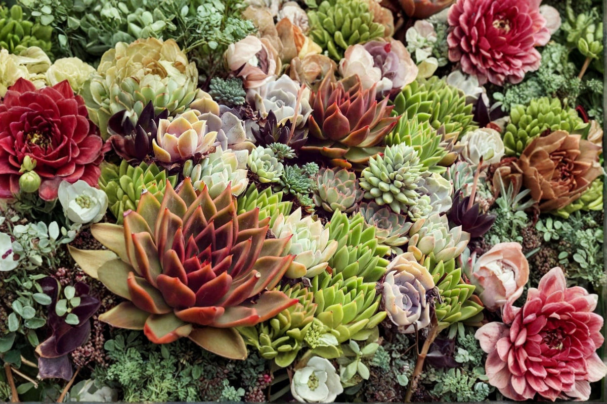 Hens and Chicks Plant - Colorockz Series - Sempervivum spp. - Drought-Tolerant Succulent for Rock Gardens and Containers