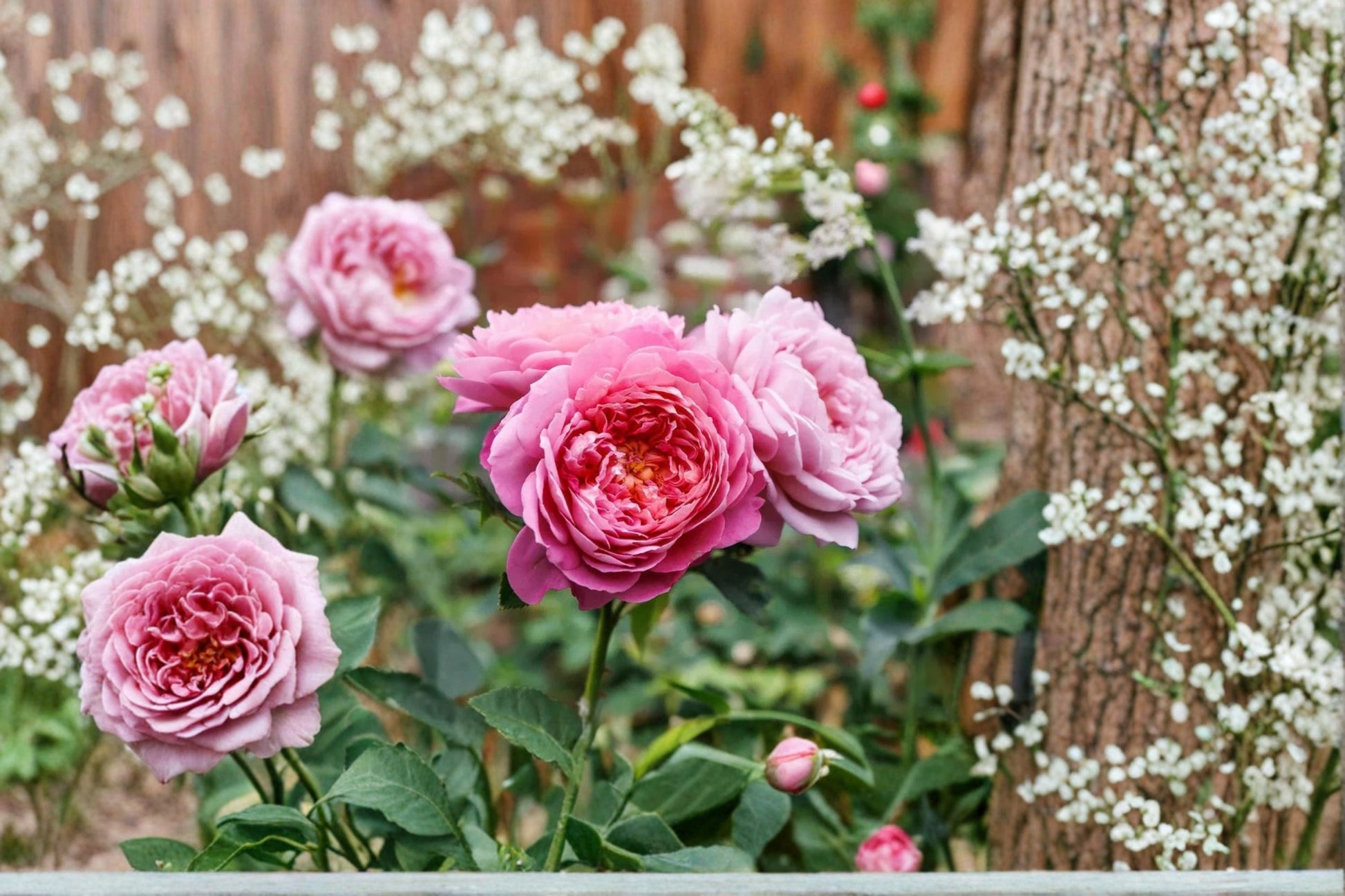 Ausgrab Rose Live Plant - Pink Apricot Fragrant English Rose - Rosa hybrid - Own Root Flowering Shrub for Garden & Patio