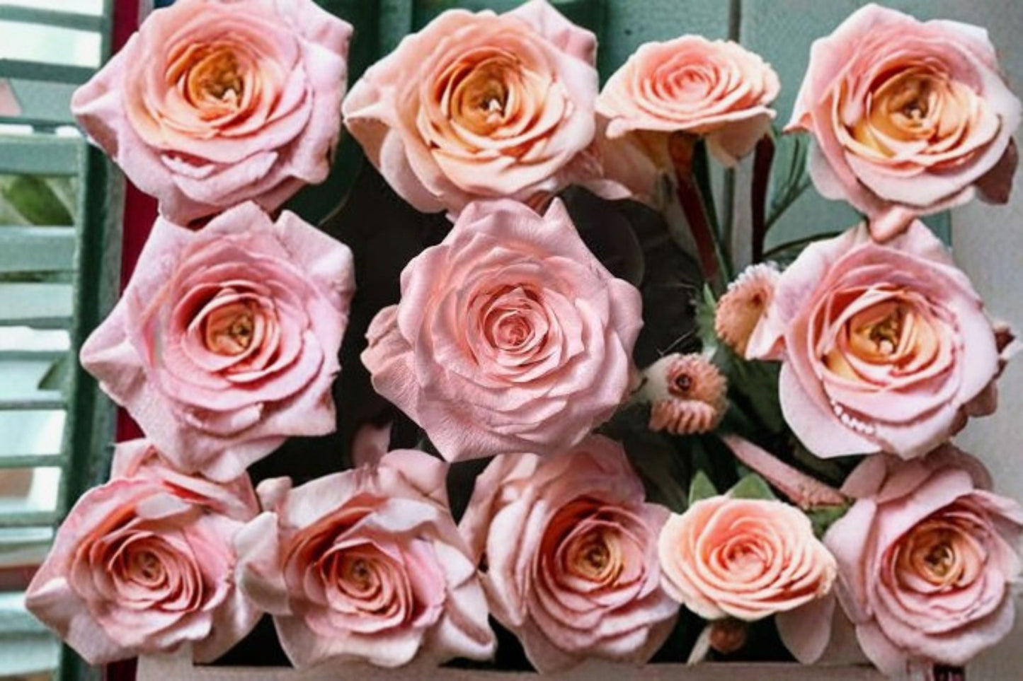 Live Cut Rose Plant - Elegant Diana Rose - Rosa Hybrid - Ornamental Pink Bloom for Garden Beds & Floral Arrangements