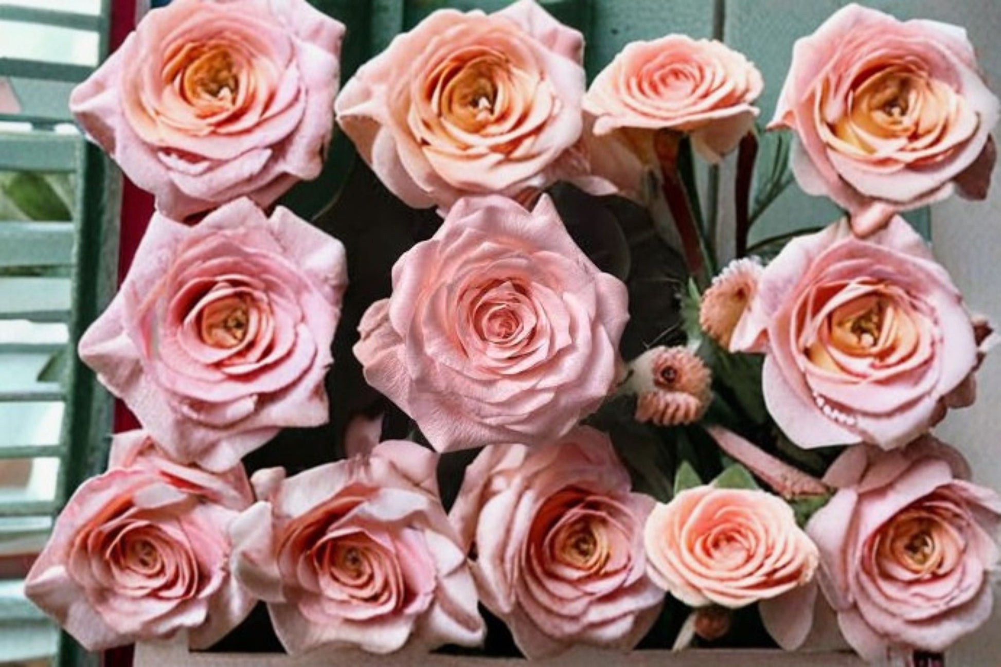 Live Cut Rose Plant - Elegant Diana Rose - Rosa Hybrid - Ornamental Pink Bloom for Garden Beds & Floral Arrangements