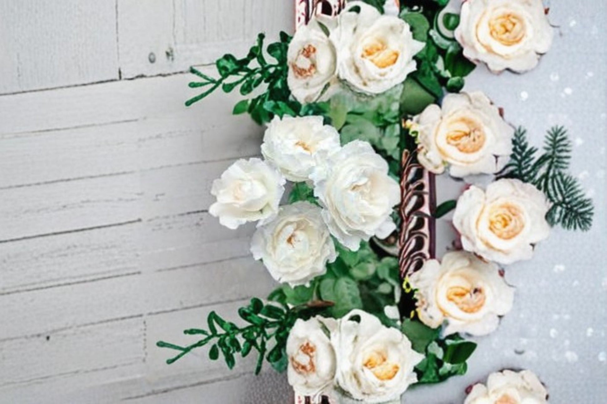 Princess Tenko Rose Live Plant - Pink White Double Blooming Japanese Rose - Rosa hybrid - Ornamental Flowering Shrub