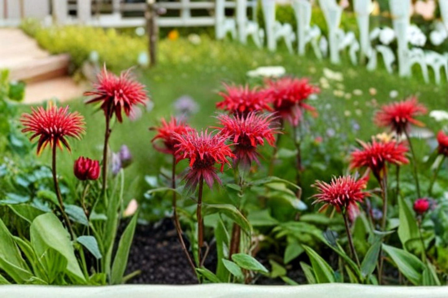 Bee Balm Plant - 1 Live Plant - Monarda didyma - Red Flower Perennial - Attracts Pollinators - Butterfly & Hummingbird Garden