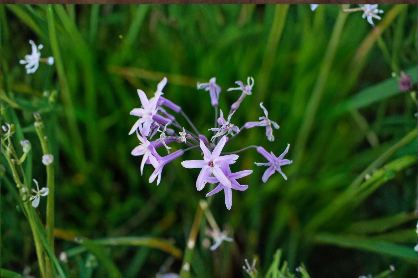 Society Garlic Live Plant - Lilac Pink Flowering Perennial - Tulbaghia violacea - Fragrant Blue Gray Foliage - Container Friendly