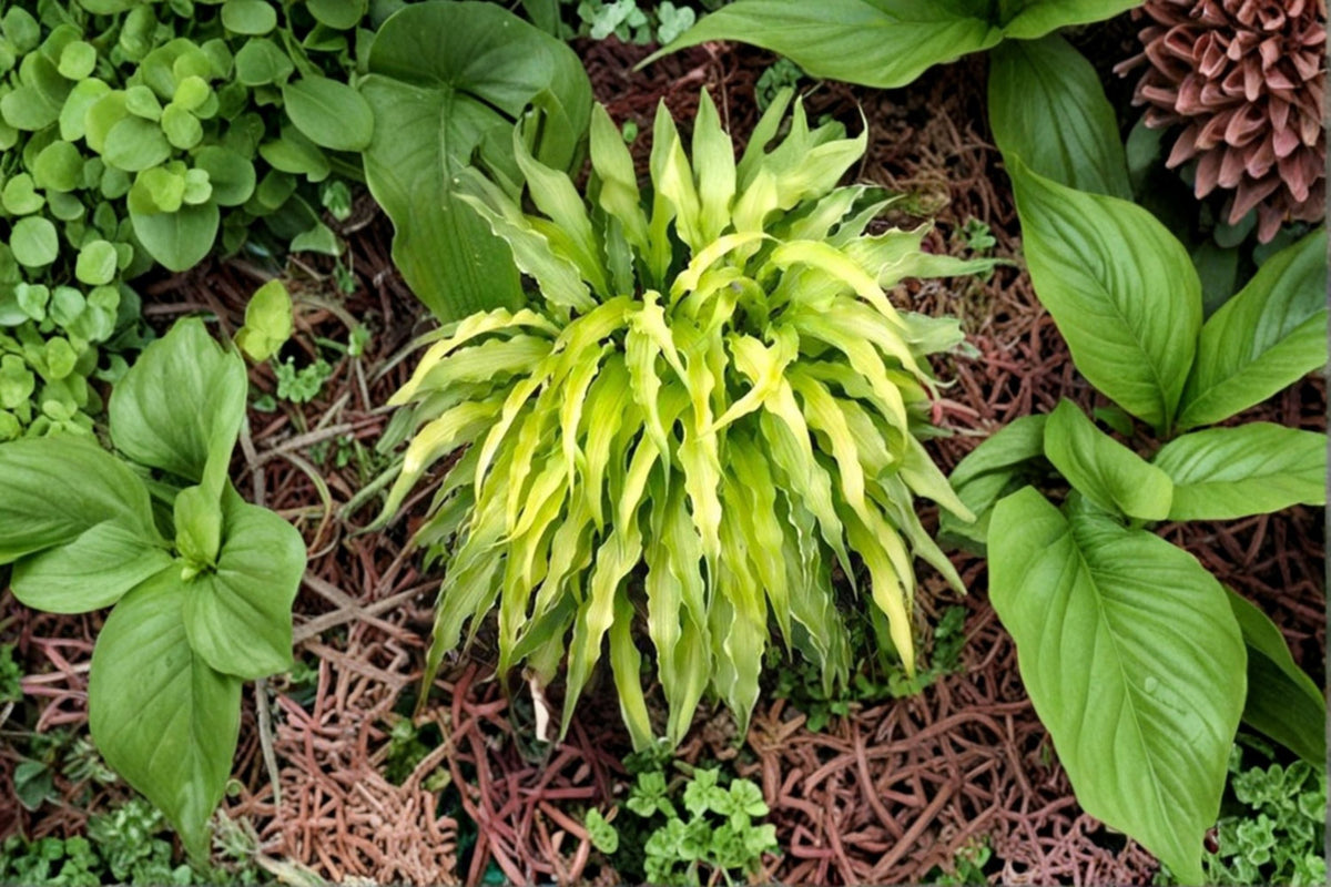Curly Fries Hosta Plant - 1 Perennial - Narrow Wavy Golden Foliage - Hosta ‘Curly Fries’ - Shade Garden Container Plant
