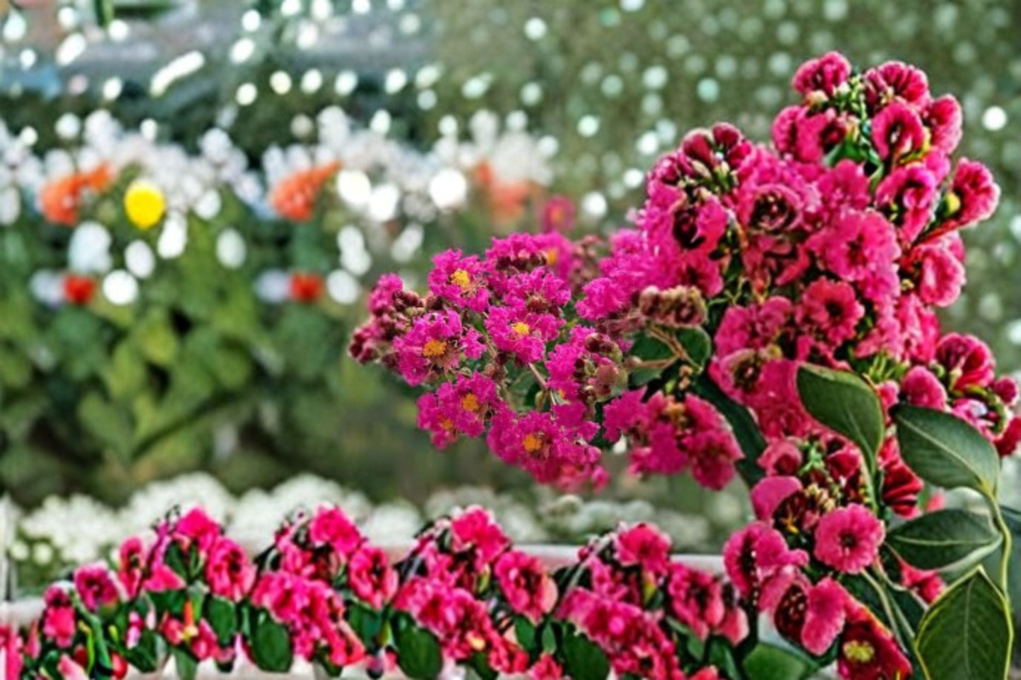 Tonto Crape Myrtle Live Plant - Hot Pink Flowering Tree - Lagerstroemia indica 'Tonto' - Ornamental Garden Plant