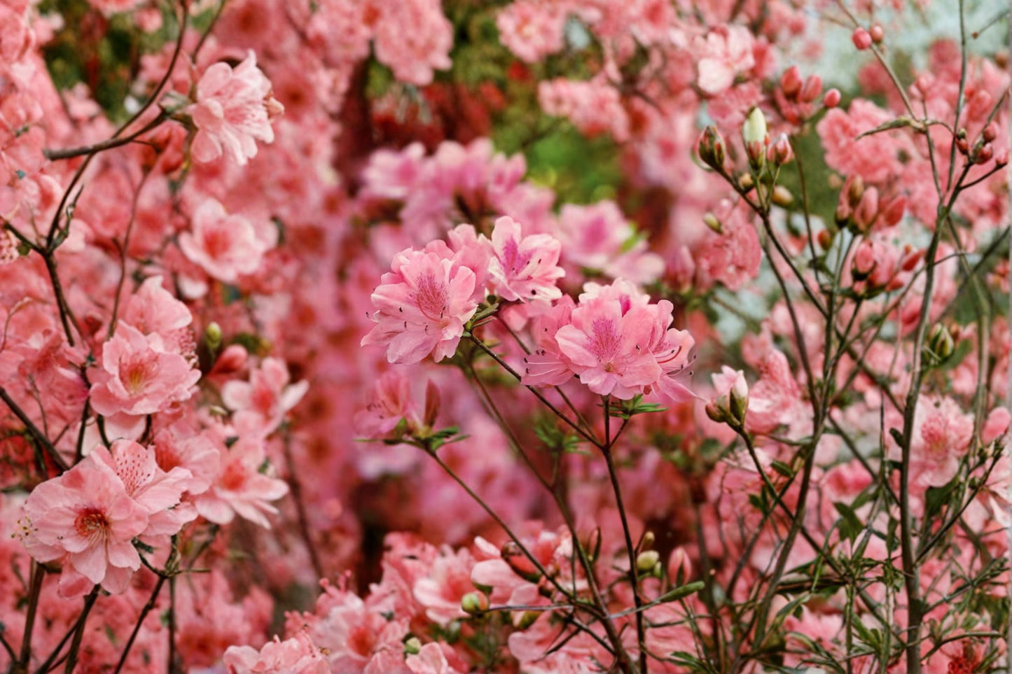 Hampton Beauty Azalea Live Plant 1 Quart - Evergreen Pink Flowering Shrub - Rhododendron 'Hampton Beauty' - Compact & Ornamental