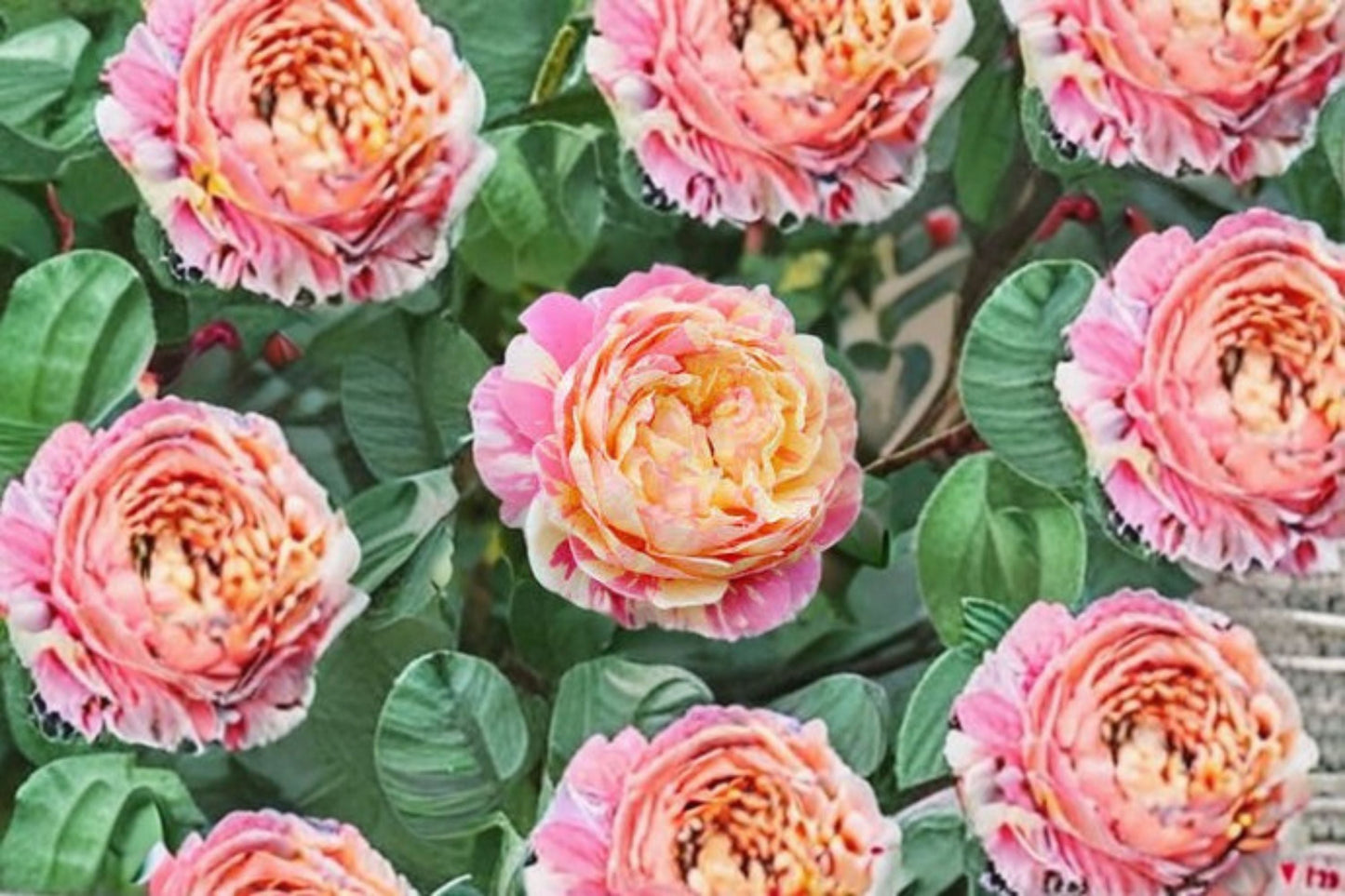 Claude Monet Rose Live Plant - Fragrant Pink Yellow Flowering Shrub (Rosa hybrid) - Heat Tolerant & Disease Resistant