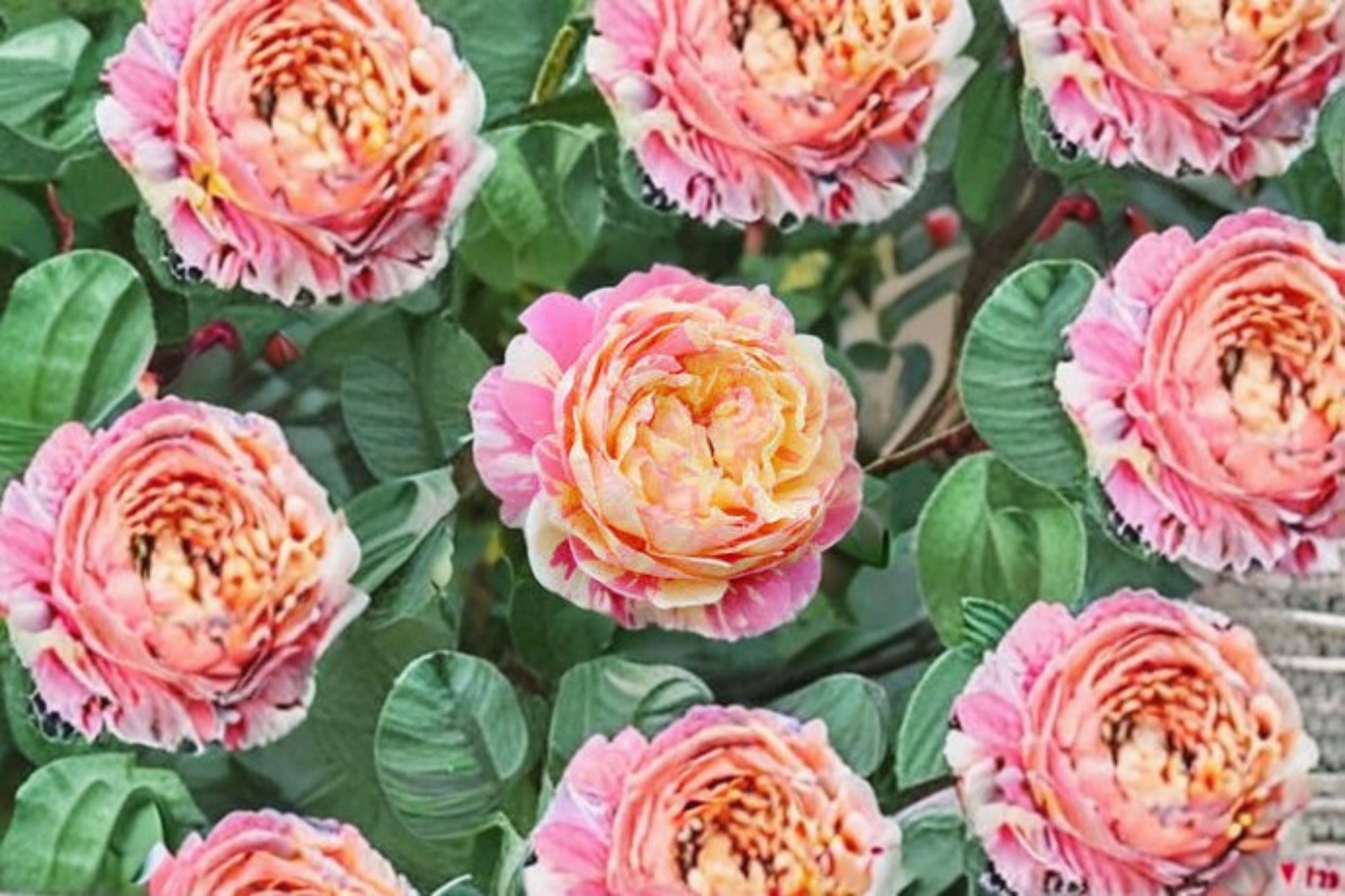 Claude Monet Rose Live Plant - Fragrant Pink Yellow Flowering Shrub (Rosa hybrid) - Heat Tolerant & Disease Resistant