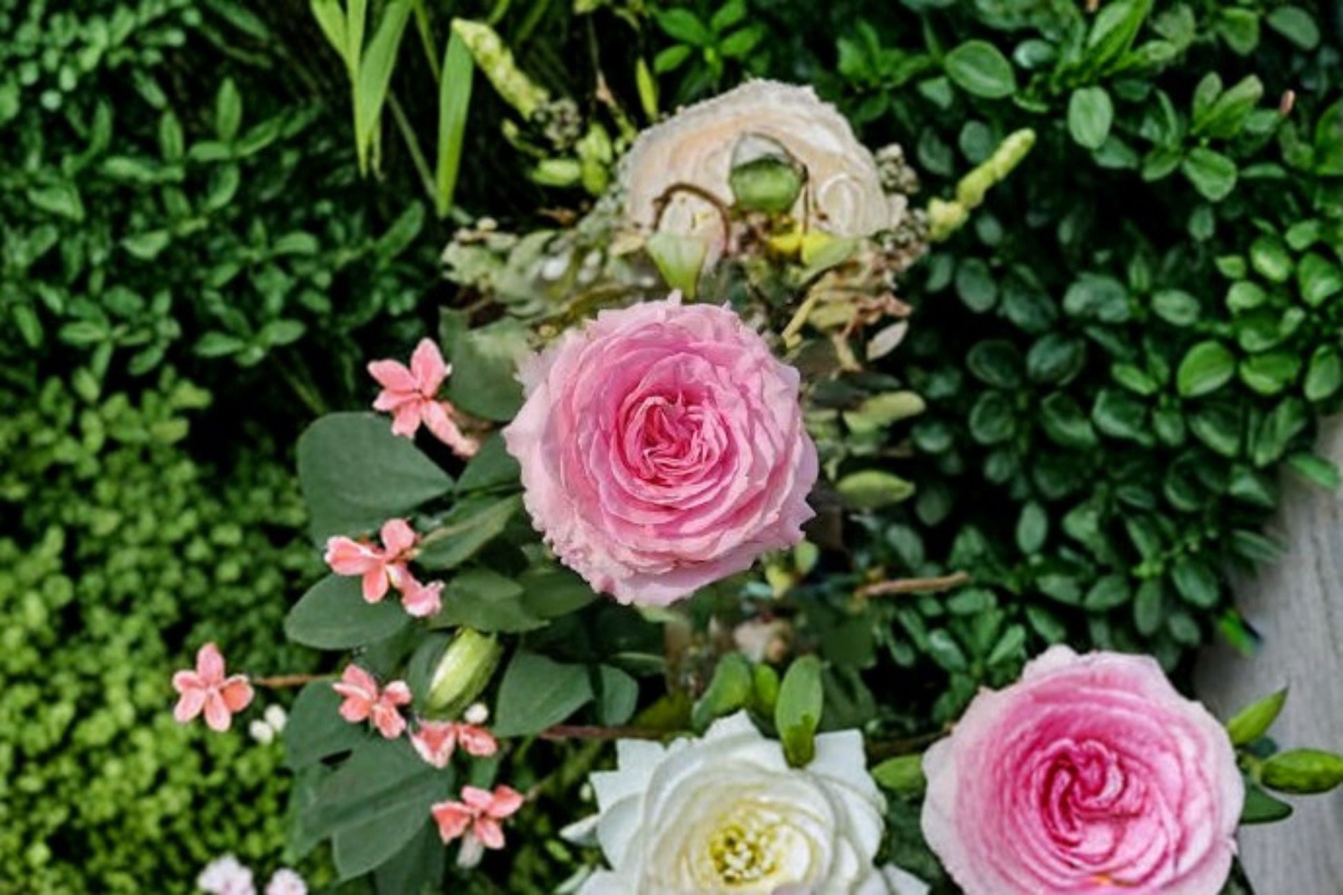 Mandala Rose Live Plant - Edible Cut Rose, Rosa hybrid, Pink Ornamental Blooms, Own Root Perennial, Full Sun Suitable