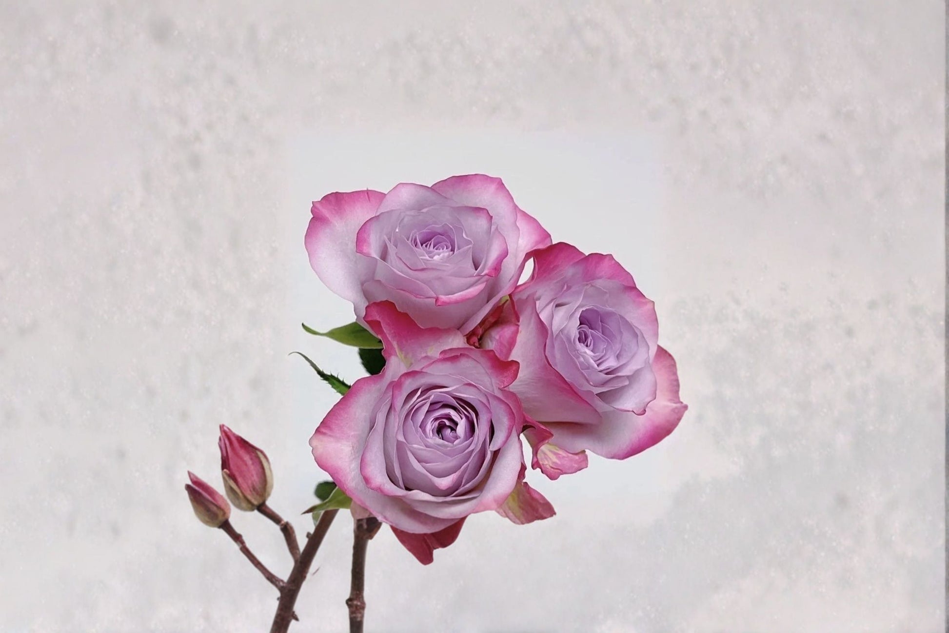 Glamorous+ Rose Live Plant - Own Root Cut Rose - Rosa hybrid - Repeat Blooming, Disease Resistant, Pink Ornamental Flower