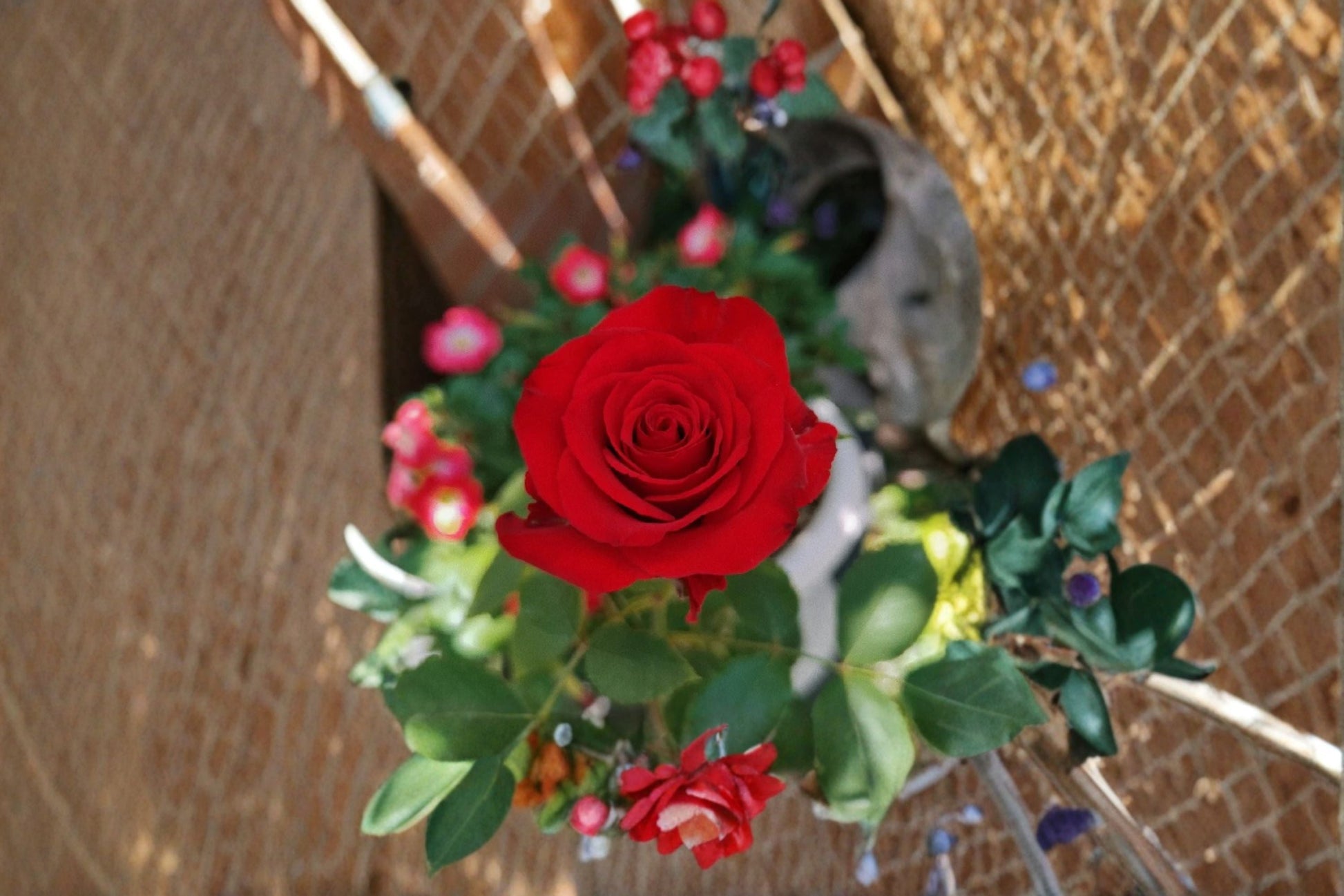 Red Bride Rose Live Plant - Velvet Red High-Centered Cut Rose - Rosa hybrid - Own Root, Fragrance-Free, Ornamental Flowering Shrub