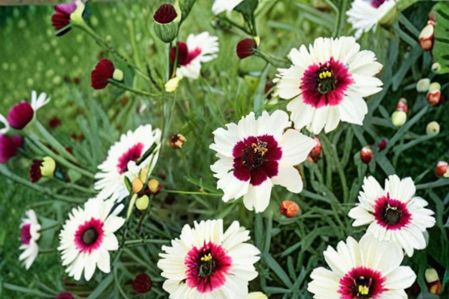 Ice Wine Coreopsis Live Starter Plant - Satin & Lace™ Series - Coreopsis 'Ice Wine' - Compact Perennial with White Flowers